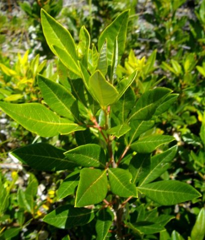 Searsia tomentosa stem-tip